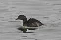 Least Grebe 011709 019